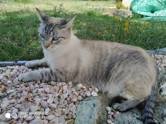 chat lost   45150 Jargeau Porto dit "Minou ou Mimi"